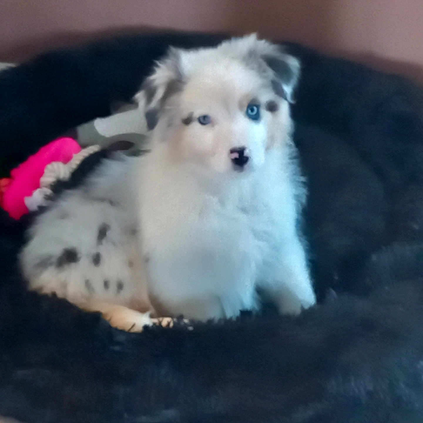 Violette a rejoint le concours — aidez-le/la à gagner de superbes lots ! animal, canine, cat, cockerspaniel, collie, couch, dog, dogbed, eskimodog, furniture, husky, kitten, papillon, pet, poodle, puppy, terrier, whitedog