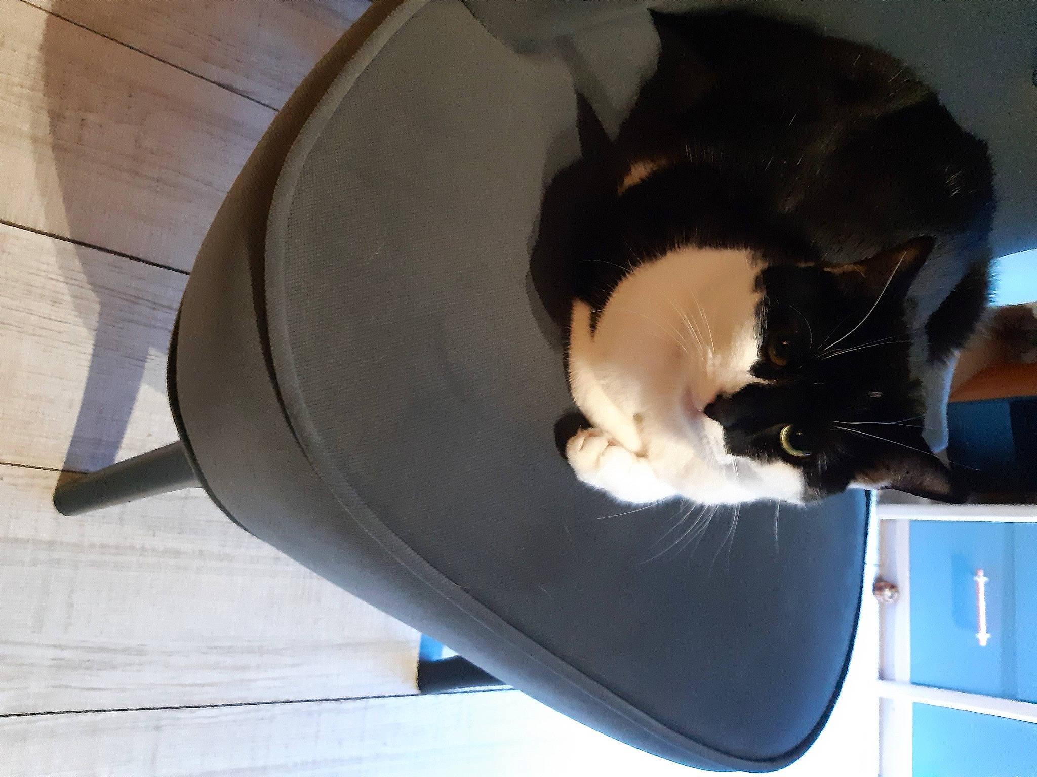 Lily participe au concours pour gagner de l'argent avec cette photo : auto_part, automotive_exterior, automotive_tire, carnivore, cat, cat_supply, comfort, domestic_short_haired_cat, felidae, flooring, fur, hardwood, paw, pet_supply, plywood, small_to_medium_sized_cats, tail, vehicle, whiskers, wood