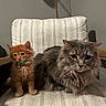 Curly is registered to the contest to win money with this photo: animal, bell, cat, chair, collar, companions, cozy, cushion, cute, domestic, feline, fur, gray_cat, indoor, kitten, orange_kitten, pets, sitting, striped, whiskers