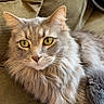Curly joined the competition — help win amazing prizes! animal, cat, closeup, couch, cozy, curious, domestic_cat, ears, feline, fluffy, fur, gray_cat, home, indoor, pet, portrait, relaxed, resting, whiskers, yellow_eyes