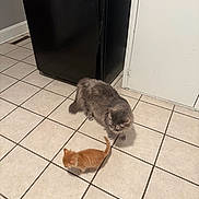 Curly is registered to the contest to win money with this photo: animal, cat, curious, domestic_animal, door, feline, floor, floor_tiles, gray_cat, household, indoor, kitchen, kitten, mammal, orange_kitten, pets, refrigerator, small_animal, tile_floor, two_cats