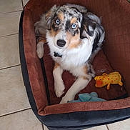 Mrs Molly is registered to the contest to win money with this photo: dog, pet_bed, toy, blue_eyes, fur, indoor, tile_floor, animal, cute, looking_up, relaxed, comfort, mammal, playful, domestic_animal, canine, fur_pattern, resting, household, companion