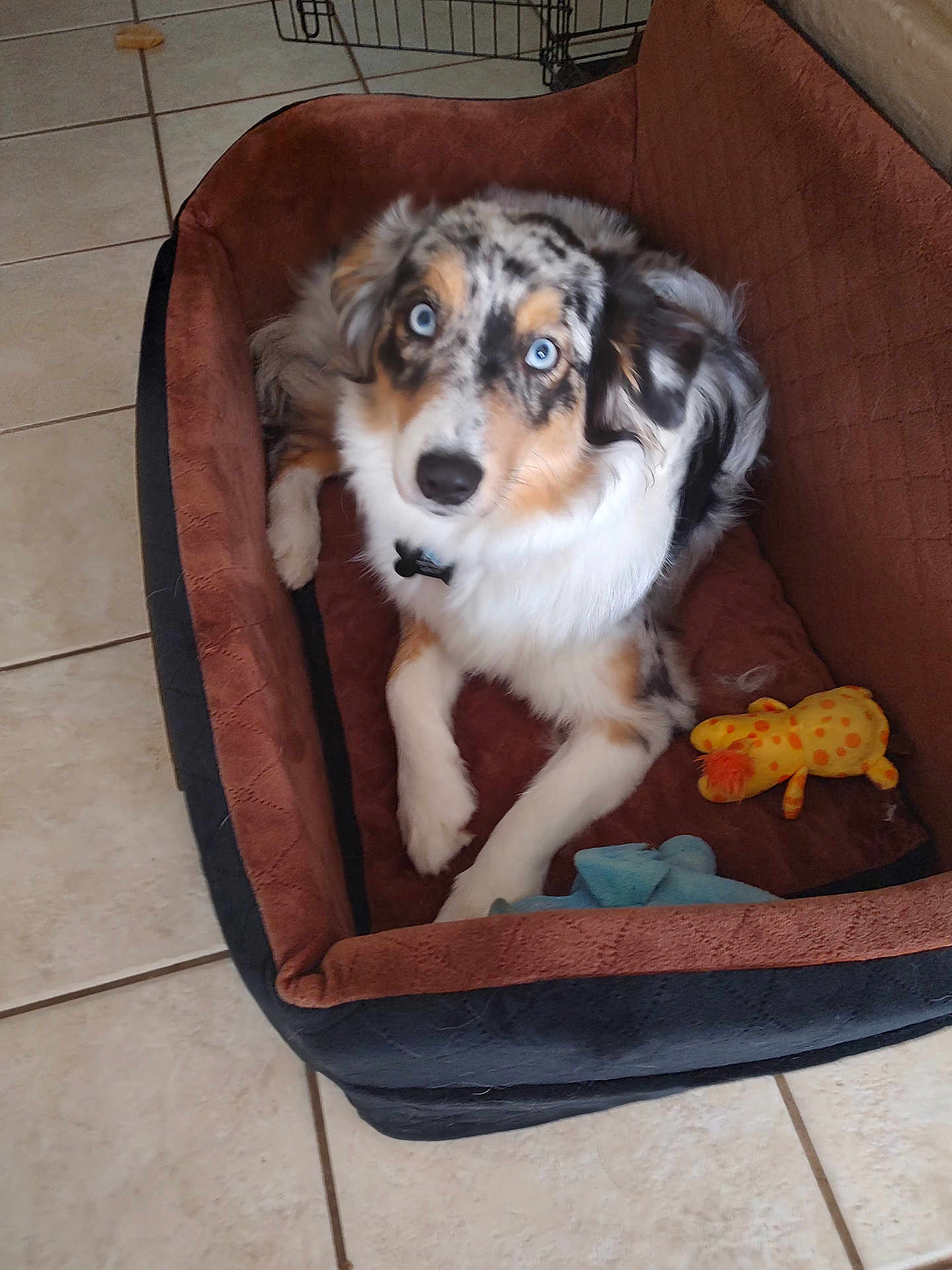 Mrs Molly is registered to the contest to win money with this photo: dog, pet_bed, toy, blue_eyes, fur, indoor, tile_floor, animal, cute, looking_up, relaxed, comfort, mammal, playful, domestic_animal, canine, fur_pattern, resting, household, companion
