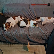 Jack participe au concours pour gagner de l'argent avec cette photo : animal, brown_spots, cat, couch, cozy, dog, domestic, fly_swatter, fur, glasses, gray, indoor, living_room, pet, quiet, relaxed, resting, sleeping, three_animals, wooden_table