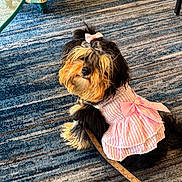 Buttercup joined the competition — help win amazing prizes! animal, armchair, bow, carpet, cute, decor, dog, domestic, fluffy, fur, furniture, indoor, leash, looking_up, patterned_carpet, pet, pink_dress, seated, small_dog, table