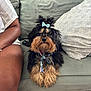 dog, pet, bow, couch, indoor, furry, black_and_tan, sitting, decorative_pillow, relaxed, companion, home, furniture, animal, cute, domestic_animal, canine, fur, resting, cozy