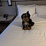 dog, bed, white_bed, pillow, bow, fur, hotel_room, nightstand, remote_control, telephone, indoor, pet, small_dog, black_dog, brown_dog, fur_bow, fluffy, sitting, blanket, comfort
