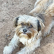 Lilly joined the competition — help win amazing prizes! dog, animal, pet, outdoor, fur, scruffy, brown, cream, canine, laying_down, looking_up, ears, nose, whiskers, paws, ground, dirt, nature, cute, friendly