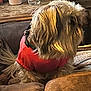 Lilly is registered to the contest to win money with this photo: dog, pet, brown_couch, red_shirt, indoor, furniture, water_bottle, decor, table, fur, animal, relaxed, side_view, cozy, home, living_room, seat, canine, companion, domestic