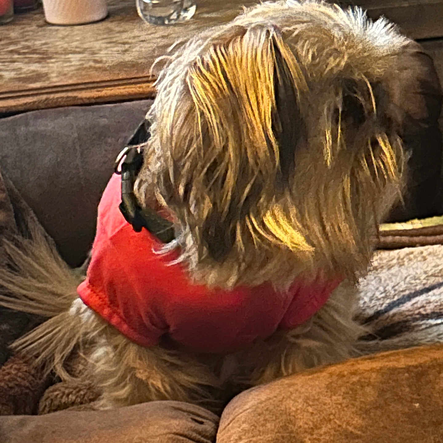 Lilly is registered to the contest to win money with this photo: animal, brown_couch, canine, companion, cozy, decor, dog, domestic, fur, furniture, home, indoor, living_room, pet, red_shirt, relaxed, seat, side_view, table, water_bottle