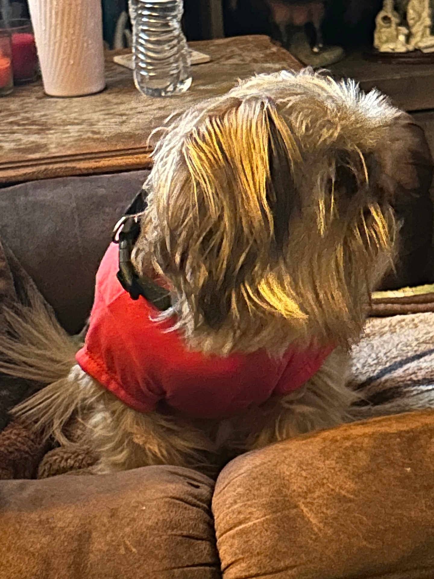 Lilly is registered to the contest to win money with this photo: dog, pet, brown_couch, red_shirt, indoor, furniture, water_bottle, decor, table, fur, animal, relaxed, side_view, cozy, home, living_room, seat, canine, companion, domestic