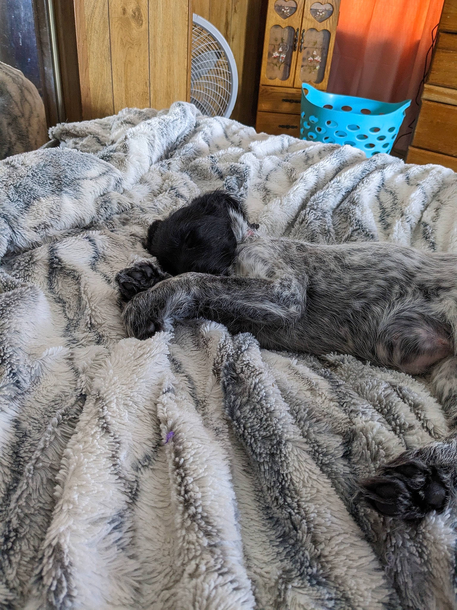 Molly joined the competition — help win amazing prizes! bed_sheet, bedding, bedroom, blanket, comfort, duvet, flooring, fur, grey, hardwood, linens, pattern, quilt, rock, room, sporting_group, thread, wood, wood_stain, wool