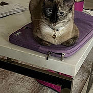 Millie is registered to the contest to win money with this photo: cat, indoor, table, laptop_sleeve, collar, bell, feline, pet, fur, blue_eyes, curious, resting, purple, white, metal, carpet, furniture, domestic_animal, closeup, cozy