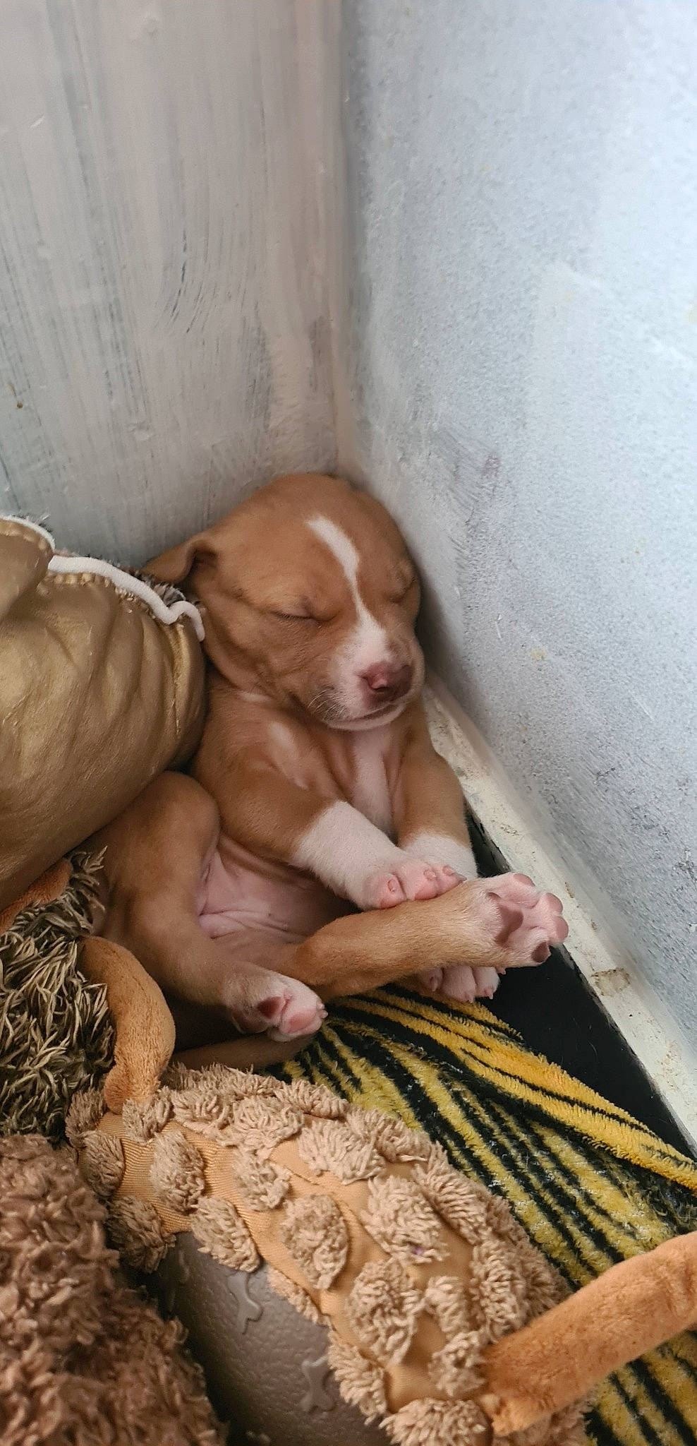 Kina participe au concours pour gagner de l'argent avec cette photo : bedtime, canidae, carnivore, child, comfort, companion_dog, dog, dog_breed, fawn, flooring, hardwood, linens, liver, non_sporting_group, puppy_love, room, sporting_group, toy_dog, wood, working_animal