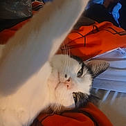 Boo Boo is registered to the contest to win money with this photo: cat, pet, white_cat, black_and_white, paw, close_up, indoor, bed, orange_blanket, relaxed, curious, whiskers, feline, animal, sleepy, soft_fur, cozy, cute, lying_down, domestic_cat
