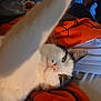cat, pet, white_cat, black_and_white, paw, close_up, indoor, bed, orange_blanket, relaxed, curious, whiskers, feline, animal, sleepy, soft_fur, cozy, cute, lying_down, domestic_cat