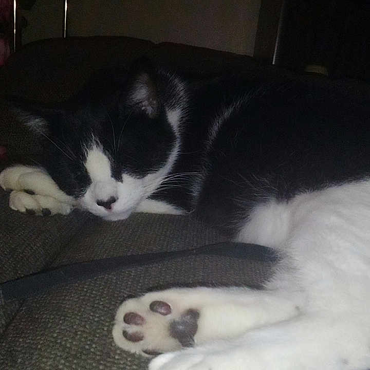 Loko