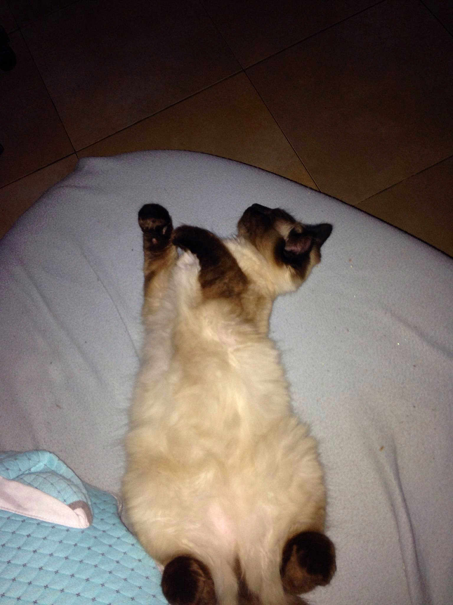 Simba