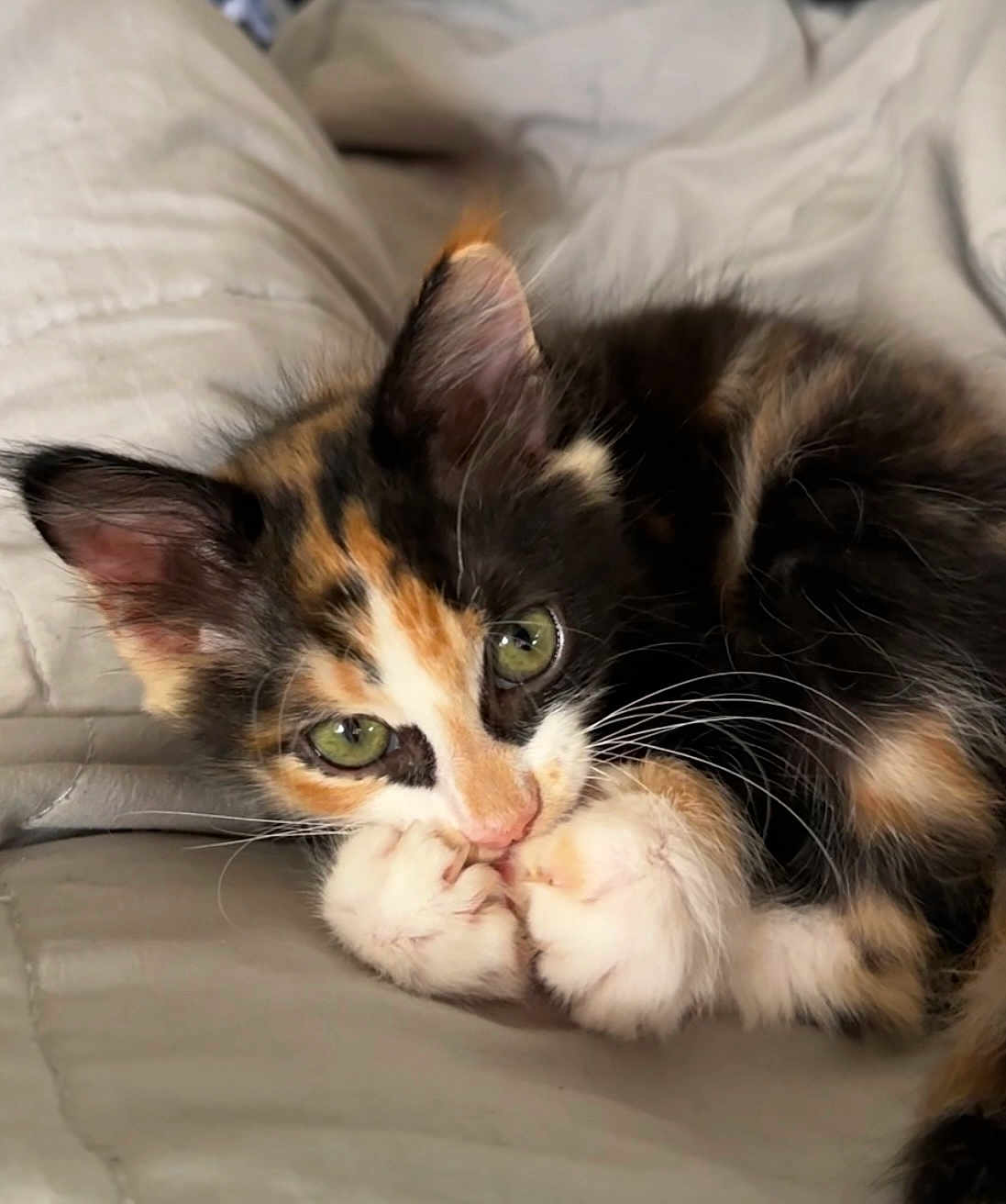 Opal joined the competition — help win amazing prizes! kitten, calico, cat, pet, fur, whiskers, paws, green_eyes, cute, animal, sleeping, resting, indoor, blanket, soft, feline, young, closeup, adorable, cozy
