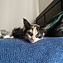 kitten, cat, calico, pet, animal, bedroom, blue_blanket, whiskers, fur, cute, lying_down, texture, indoor, resting, young, curious, soft_light, head, ears, closeup