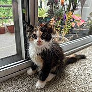 Opal is registered to the contest to win money with this photo: kitten, cat, calico, pet, indoor, carpet, glass_door, plants, potted_plants, curious, feline, whiskers, small, young, animal, cute, fur, ears, tail, window