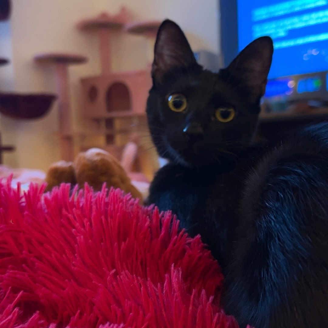 Panthère a rejoint le concours — aidez-le/la à gagner de superbes lots ! black_cat, cat, pet, feline, indoor, fuzzy_blanket, pink_blanket, yellow_eyes, curious, cat_tree, cozy_room, television, blurred_background, home, animal, fur, whiskers, ears, resting, looking