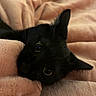 Panthère a rejoint le concours — aidez-le/la à gagner de superbes lots ! black_cat, cat, pet, animal, blanket, cozy, indoor, fur, whiskers, ears, cute, soft, relaxed, comfort, nap, home, feline, curious, resting, closeup