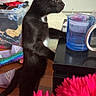 black_cat, kitten, curious, standing, hind_legs, blue_glass, table, indoor, furniture, pink_fuzzy, toy, container, household_items, wooden_floor, close_up, pet, animal, young_cat, side_view, domestic_cat
