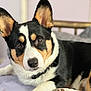 Rocket joined the competition — help win amazing prizes! alert, animal, bed, closeup, collar, corgi, cute, dog, domestic_animal, ears, face, fur, indoor, looking_at_camera, lying_down, pet, resting, soft_surface, tricolor, whiskers