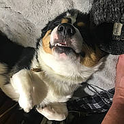 Rocket is registered to the contest to win money with this photo: blanket, closeup, cozy, cute, dog, fabric, fur, human_arm, indoor, lying_down, nose, paw, pet, plaid, relaxed, resting, sleeping, smile, soft, teeth