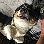 blanket, closeup, cozy, cute, dog, fabric, fur, human_arm, indoor, lying_down, nose, paw, pet, plaid, relaxed, resting, sleeping, smile, soft, teeth