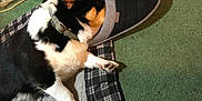 Rocket joined the competition — help win amazing prizes! black_and_white, carpet, casual, collar, cozy, dog, dog_bed, floor, footwear, indoor, lying_down, paw, pet, plaid, relaxed, resting, shoe, slipper, socks, tan