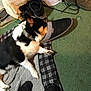 Rocket joined the competition — help win amazing prizes! black_and_white, carpet, casual, collar, cozy, dog, dog_bed, floor, footwear, indoor, lying_down, paw, pet, plaid, relaxed, resting, shoe, slipper, socks, tan