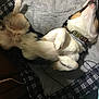 Rocket joined the competition — help win amazing prizes! animal, bed, blanket, canine, collar, comfort, cord, cozy, dog, fur, fur_pattern, household, indoor, lying_down, paw, pet, plaid, relaxed, resting, sleeping