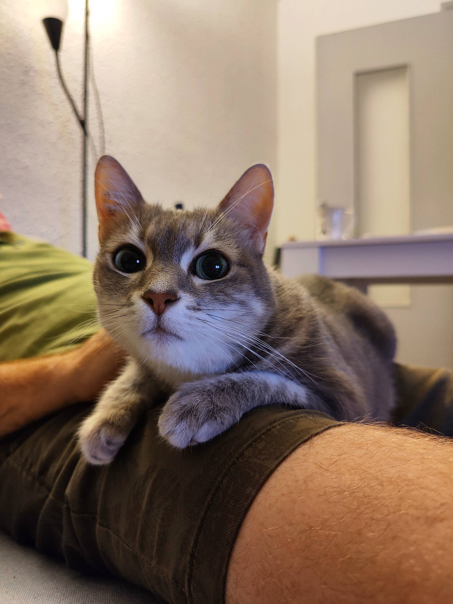 Fifille participe au concours pour gagner de l'argent avec cette photo : carnivore, cat, cat_supply, comfort, couch, curious, domestic_short_haired_cat, fawn, felidae, fur, pet_supply, sitting, small_to_medium_sized_cats, snout, whiskers