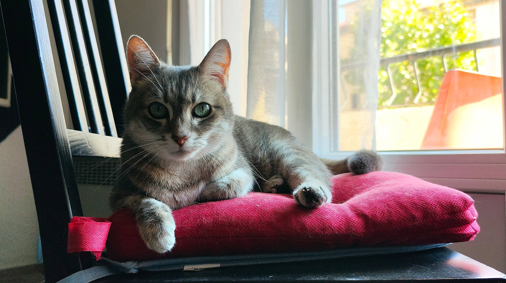 Fifille participe au concours pour gagner de l'argent avec cette photo : carnivore, cat, cat_furniture, claw, comfort, domestic_short_haired_cat, felidae, fur, magenta, paw, pet_supply, room, sitting, small_to_medium_sized_cats, snout, tail, whiskers, window