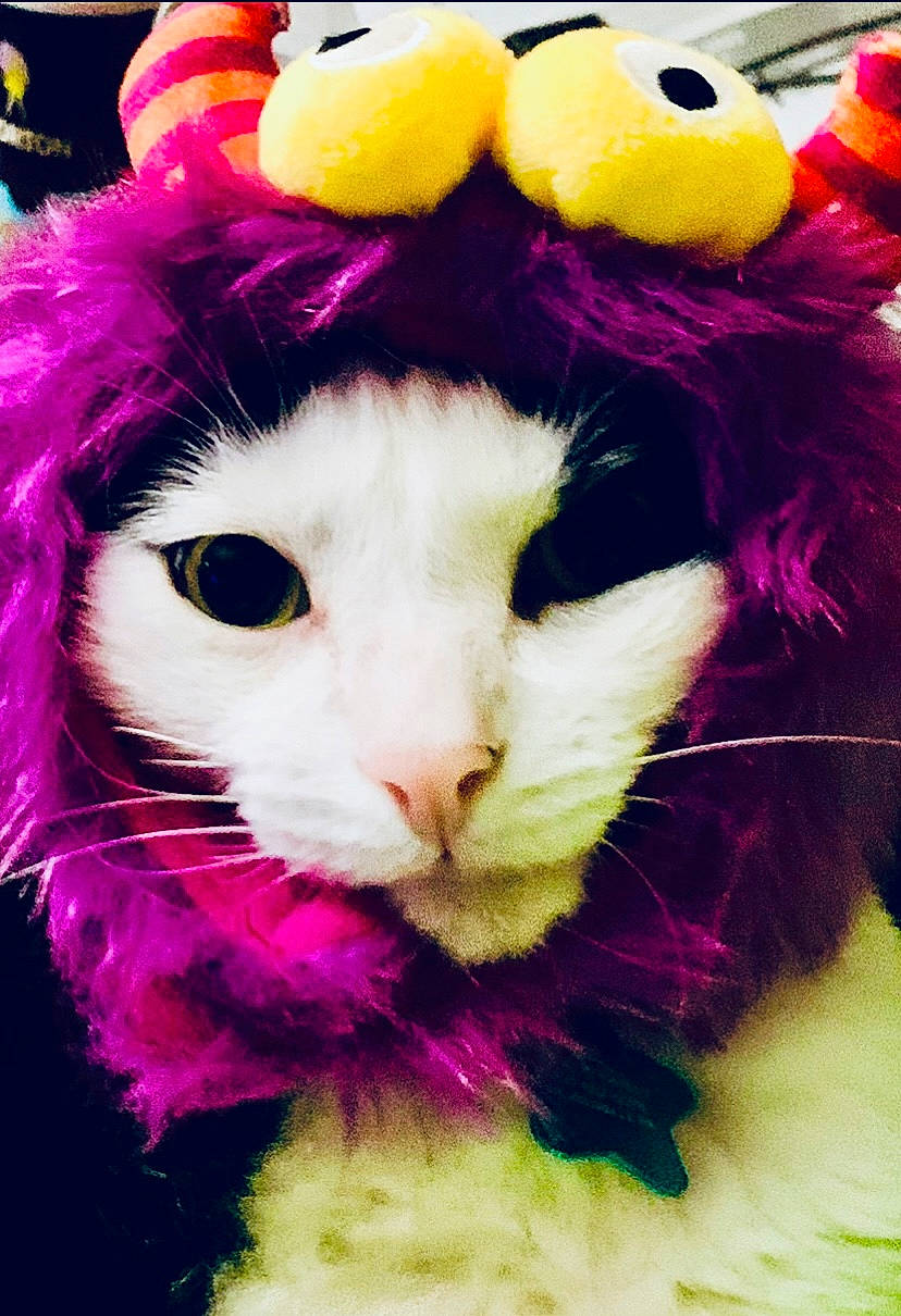 Carson is registered to the contest to win money with this photo: carnivore, cat, event, felidae, fur, holiday, magenta, paw, petal, photograph, photography, pink, purple, small_to_medium_sized_cats, snout, terrestrial_animal, textile, whiskers