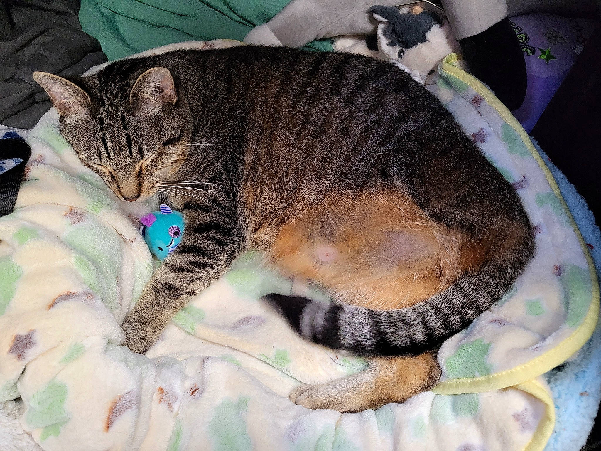 Alfredo joined the competition — help win amazing prizes! bed, carnivore, cat, cat_supply, claw, comfort, domestic_short_haired_cat, felidae, fur, linens, mammal, nap, pattern, paw, small_to_medium_sized_cats, snout, tail, terrestrial_animal, vertebrate, whiskers