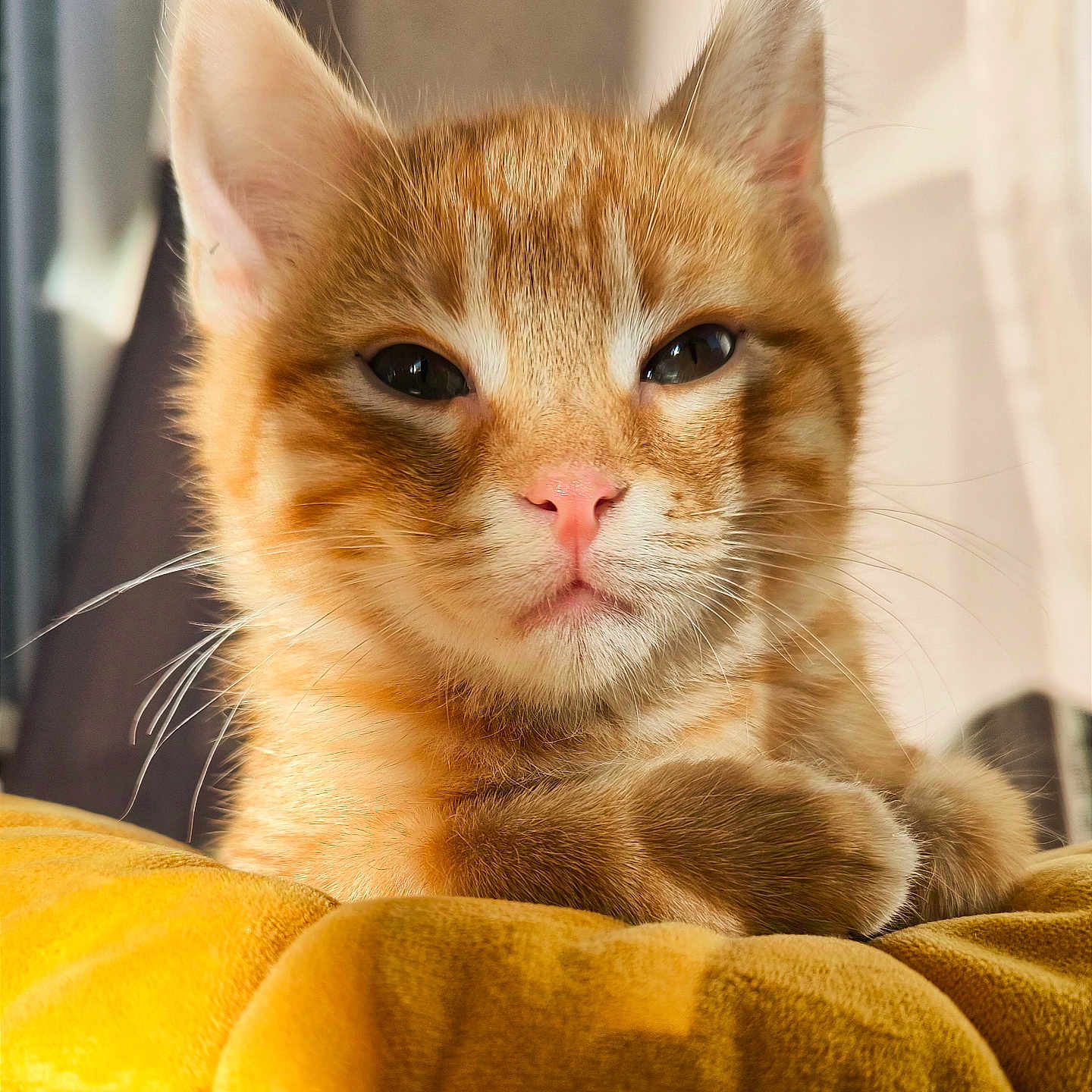 Baldur participe au concours pour gagner de l'argent avec cette photo : abyssinian, animal, blanket, cat, kitten, manx, pet, siamese