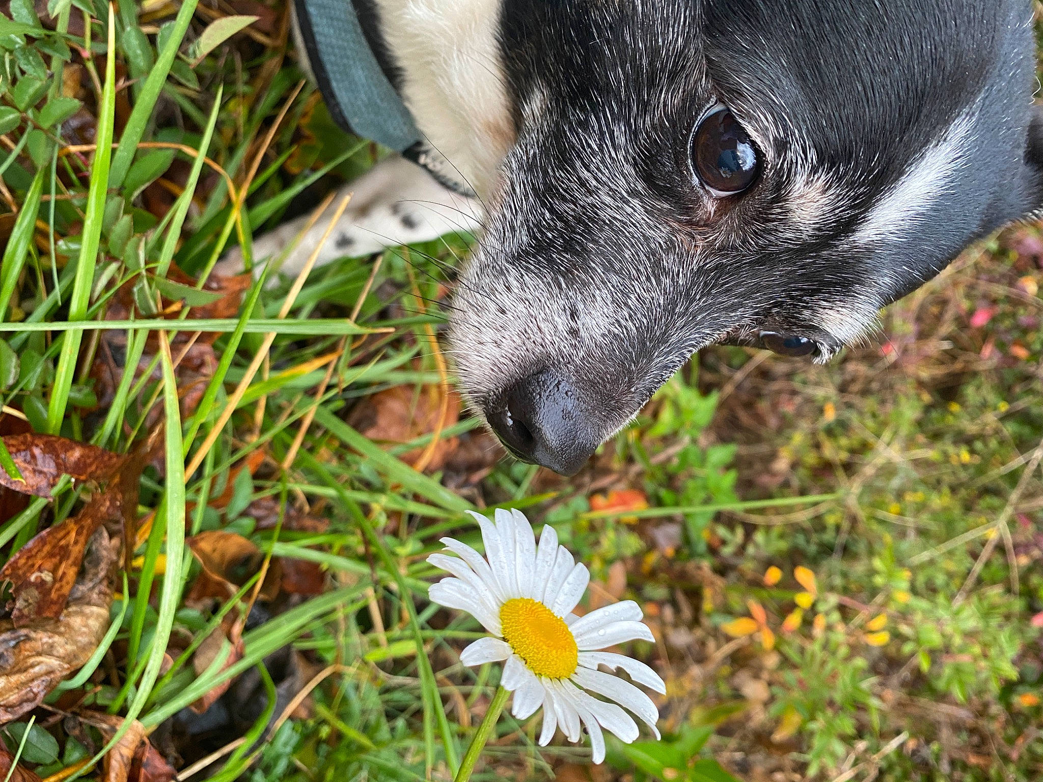 Seymour is registered to the contest to win money with this photo: annual_plant, carnivore, chamaemelum_nobile, companion_dog, dog, dog_breed, dog_collar, fawn, flower, grass, grass_family, green, groundcover, petal, plant, terrestrial_animal, terrestrial_plant, toy_dog, whiskers, working_animal
