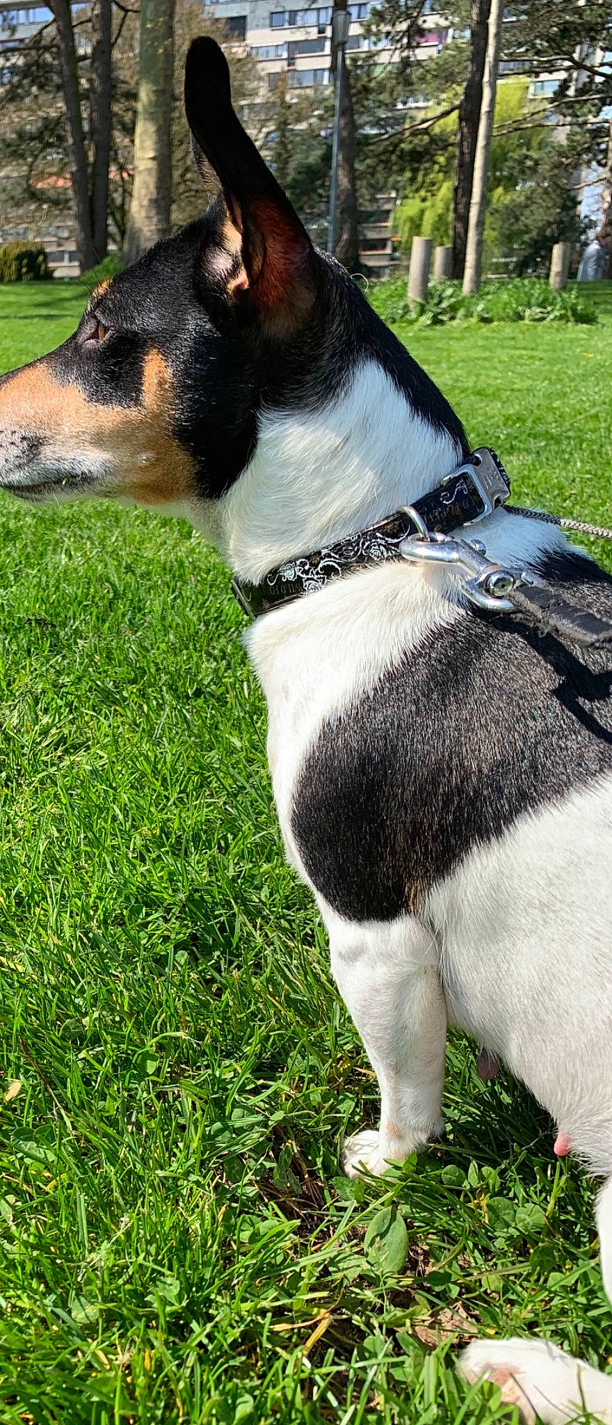 Joye a rejoint le concours — aidez-le/la à gagner de superbes lots ! brazilian_terrier, canidae, carnivore, chilean_fox_terrier, collar, companion_dog, danish_swedish_farmdog, dog, dog_breed, grass, mammal, miniature_fox_terrier, rat_terrier, ratonero_bodeguero_andaluz, smooth_fox_terrier, snout, teddy_roosevelt_terrier, tenterfield_terrier, terrier, vertebrate
