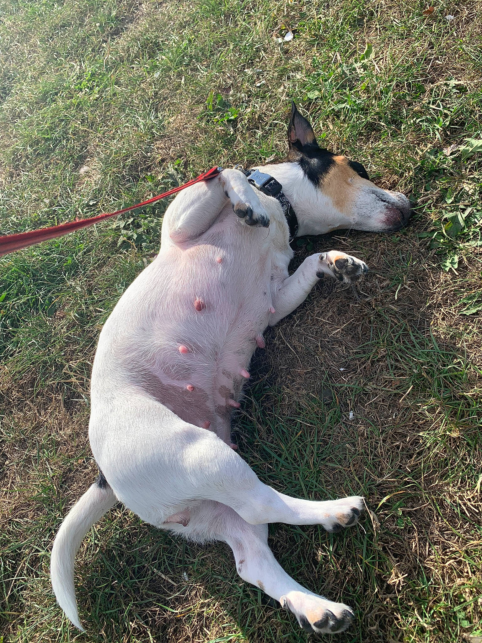 Joye a rejoint le concours — aidez-le/la à gagner de superbes lots ! canidae, carnivore, cretan_hound, dog, dog_breed, feist, mammal, smooth_fox_terrier, snout, tail, terrier, vertebrate