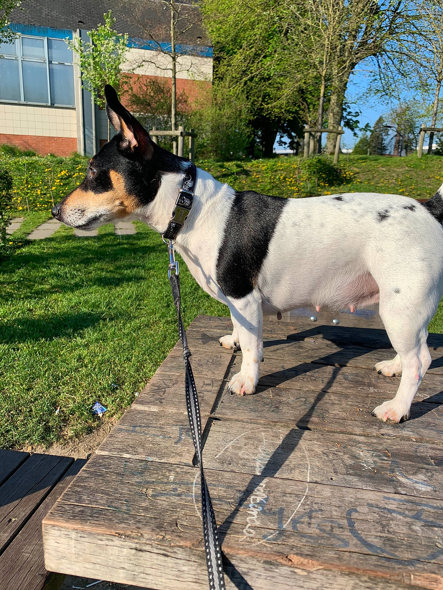 Joye a rejoint le concours — aidez-le/la à gagner de superbes lots ! canidae, carnivore, collar, companion_dog, danish_swedish_farmdog, dog, dog_breed, fox_terrier, leash, mammal, plant, rat_terrier, smooth_fox_terrier, snout, tail, tenterfield_terrier, terrier, toy_fox_terrier, tree, vertebrate