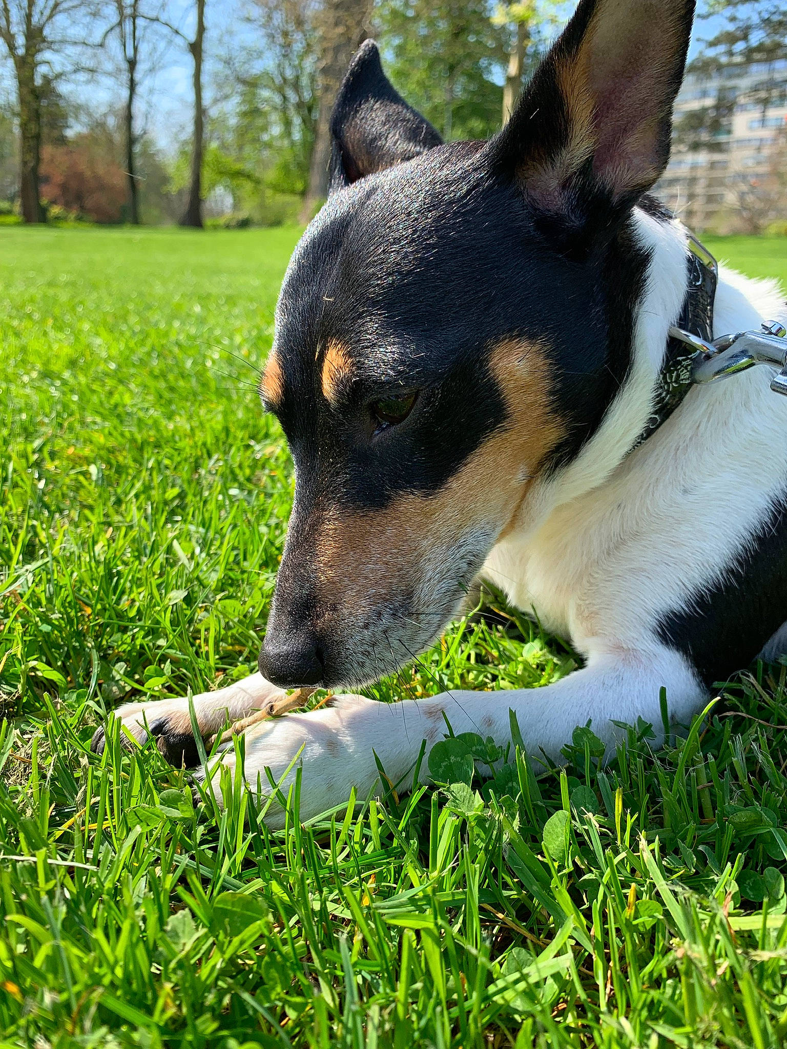 Joye a rejoint le concours — aidez-le/la à gagner de superbes lots ! australian_kelpie, canidae, carnivore, danish_swedish_farmdog, dog, dog_breed, grass, mammal, miniature_fox_terrier, plant, rat_terrier, ratonero_bodeguero_andaluz, smooth_collie, smooth_fox_terrier, snout, teddy_roosevelt_terrier, tenterfield_terrier, terrier, toy_fox_terrier, vertebrate