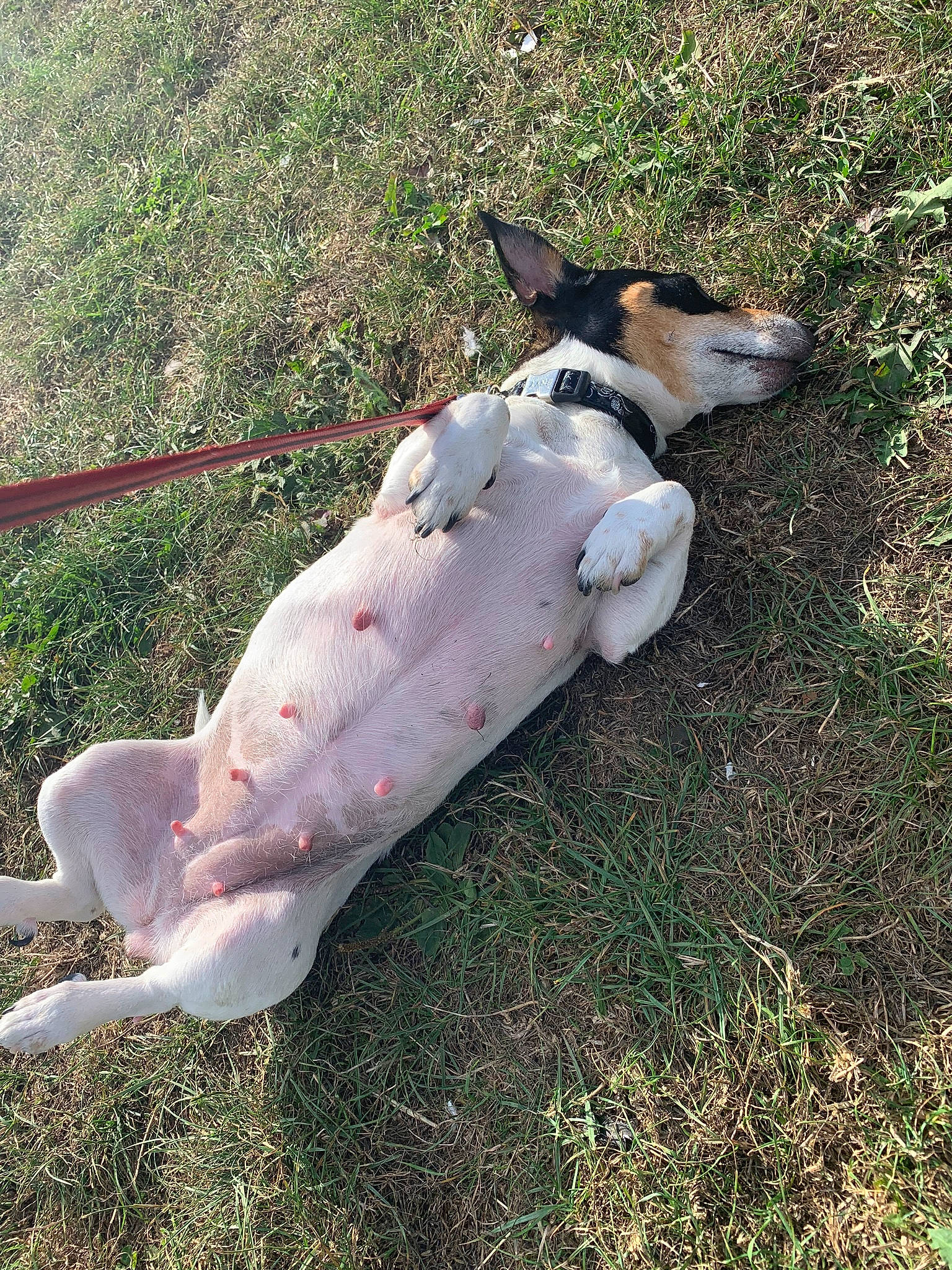 Joye a rejoint le concours — aidez-le/la à gagner de superbes lots ! canidae, carnivore, dog, dog_breed, fawn, fox_terrier, grass, rat_terrier, smooth_fox_terrier, snout, terrier, toy_fox_terrier