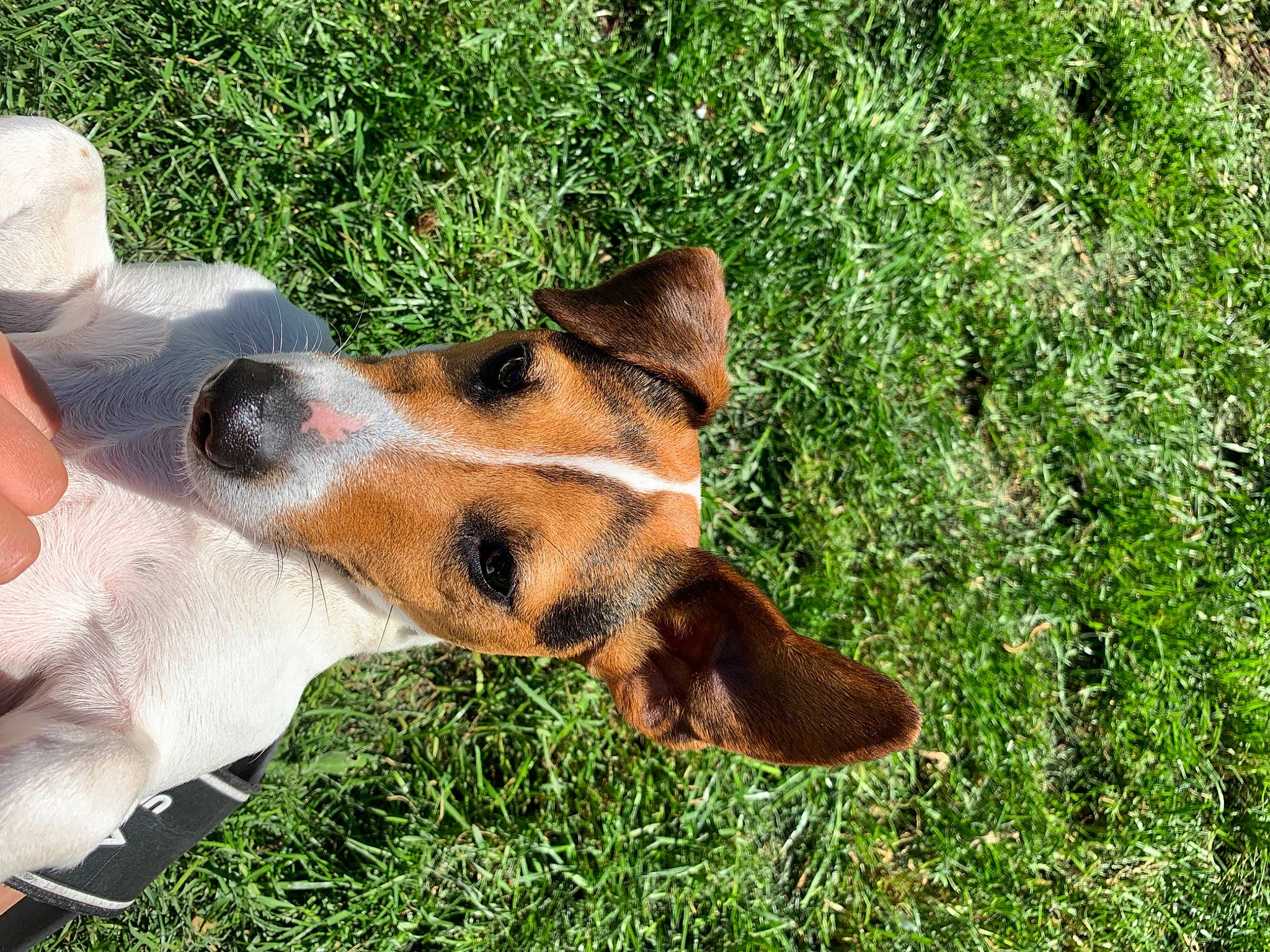 Molie a rejoint le concours — aidez-le/la à gagner de superbes lots ! beagle, canidae, carnivore, companion_dog, dog, dog_breed, ear, fawn, fox_terrier, grass, mammal, nose, smooth_fox_terrier, snout