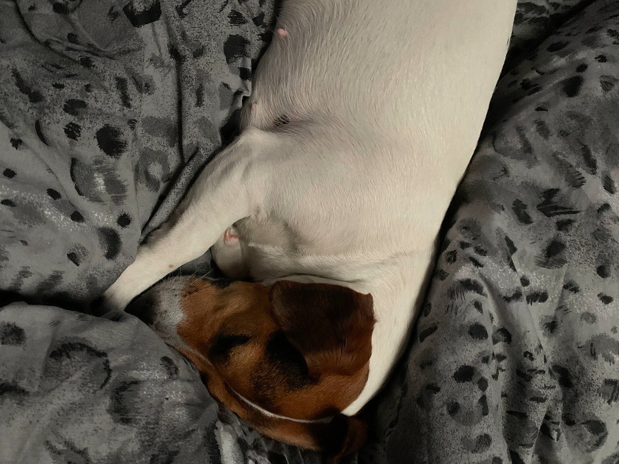 Molie a rejoint le concours — aidez-le/la à gagner de superbes lots ! canidae, carnivore, fawn, paw, snout