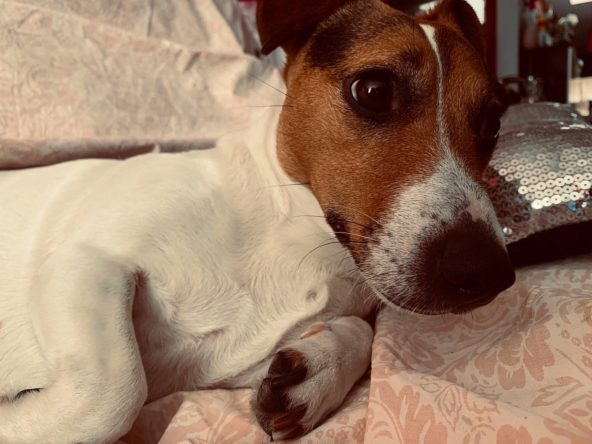 Molie participe au concours pour gagner de l'argent avec cette photo : brazilian_terrier, canidae, carnivore, companion_dog, dog, dog_breed, feist, fox_terrier, irishjacks, jack_russell_terrier, japanese_terrier, mammal, nose, rat_terrier, russell_terrier, smooth_fox_terrier, snout, teddy_roosevelt_terrier, tenterfield_terrier, vertebrate
