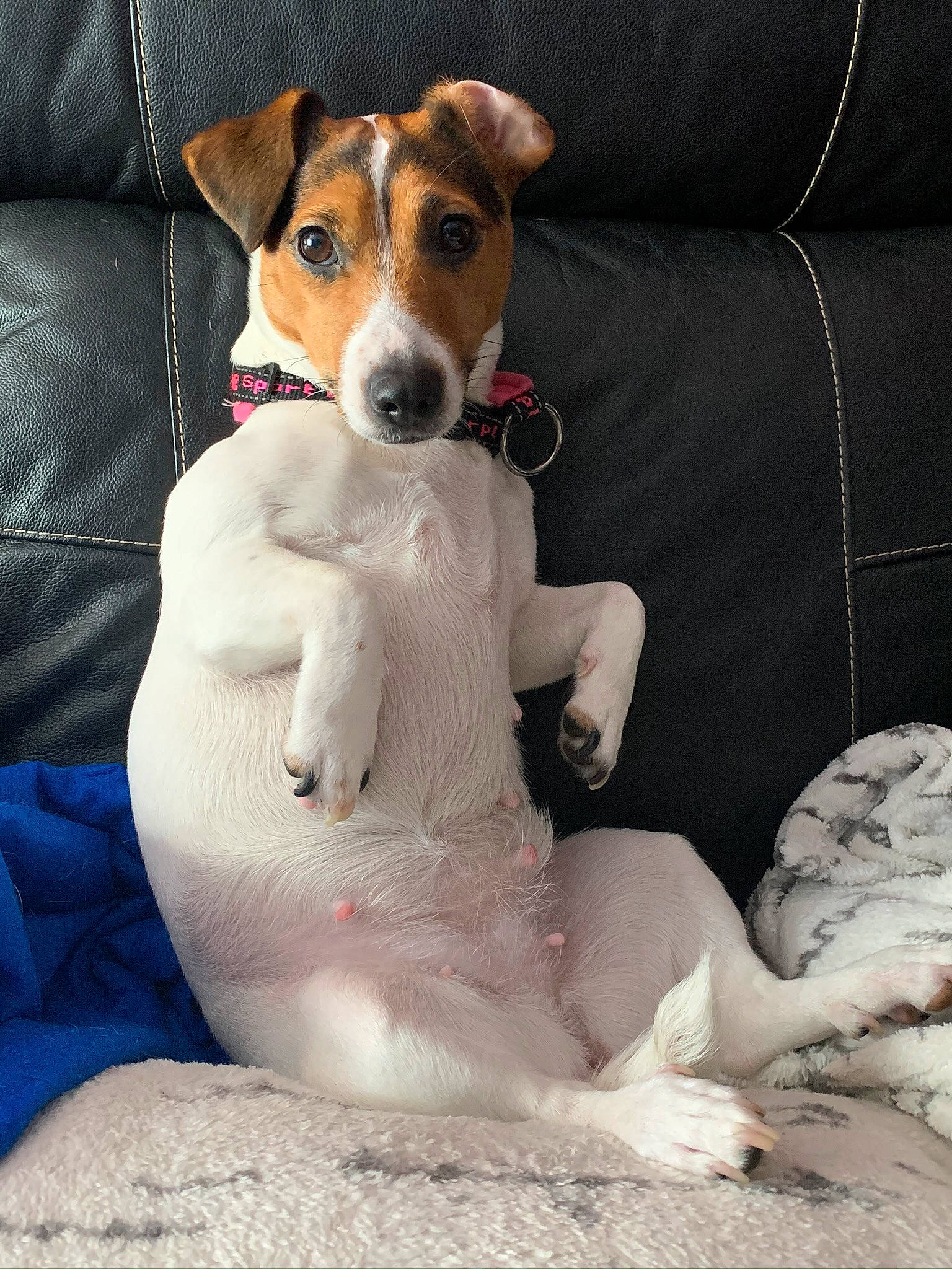 Molie participe au concours pour gagner de l'argent avec cette photo : brazilian_terrier, canidae, carnivore, chilean_fox_terrier, companion_dog, danish_swedish_farmdog, dog, dog_breed, feist, fox_terrier, jack_russell_terrier, mammal, miniature_fox_terrier, parson_russell_terrier, paw, russell_terrier, smooth_fox_terrier, teddy_roosevelt_terrier, treeing_feist, vertebrate