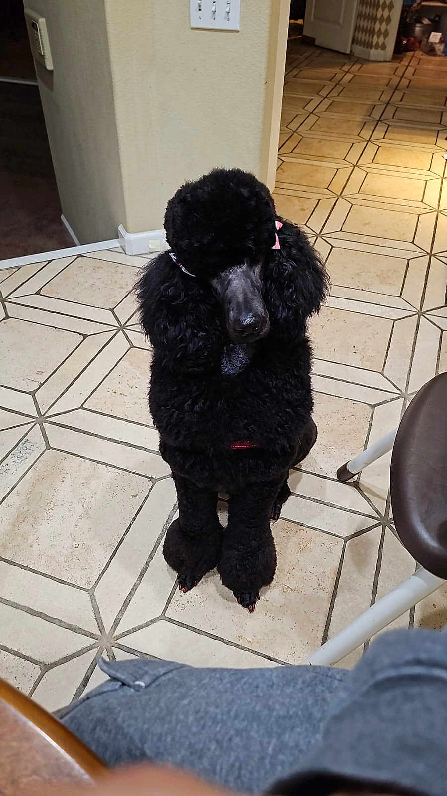 Bambina joined the competition — help win amazing prizes! animal, black_poodle, bow, canine, companion, cute, dog, domestic, floor, fur, groomed, home, household, indoor, mammal, pet, portrait, sitting, tile_floor, waiting